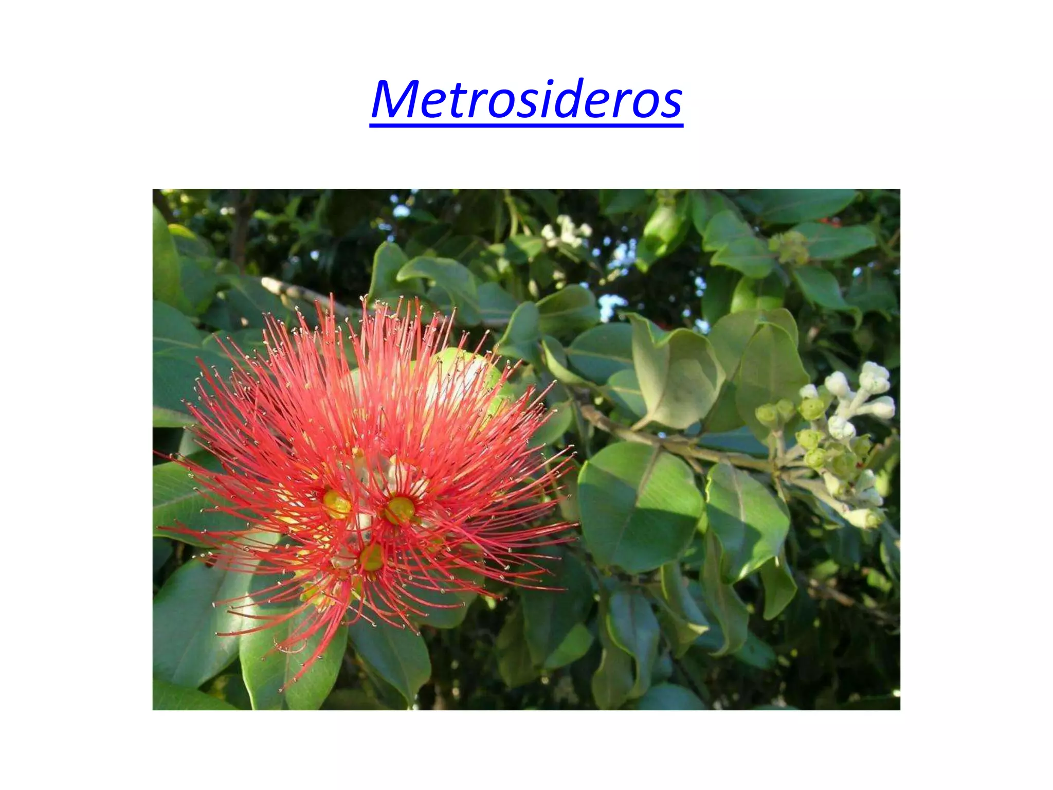  Metrosideros