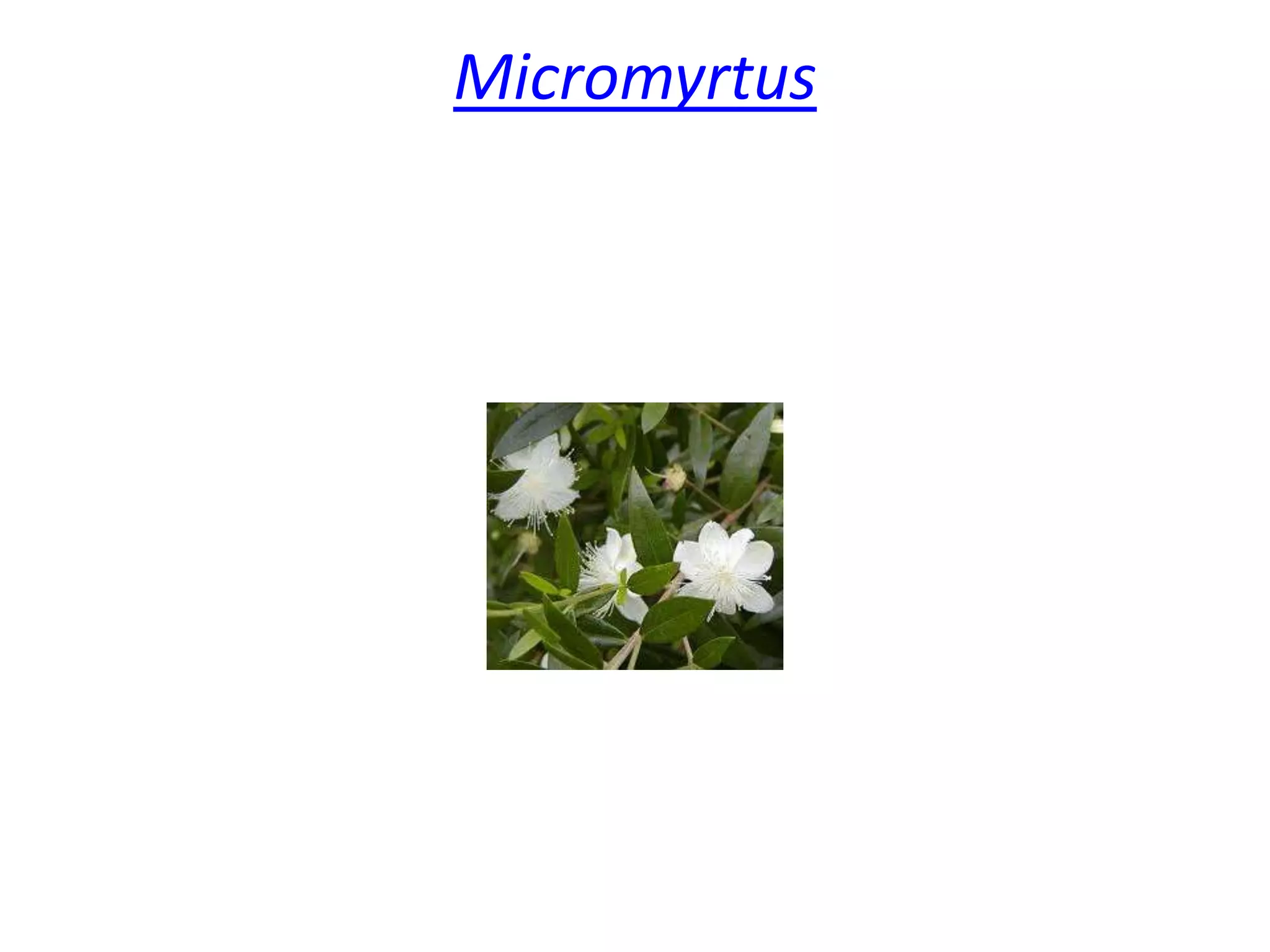 Micromyrtus