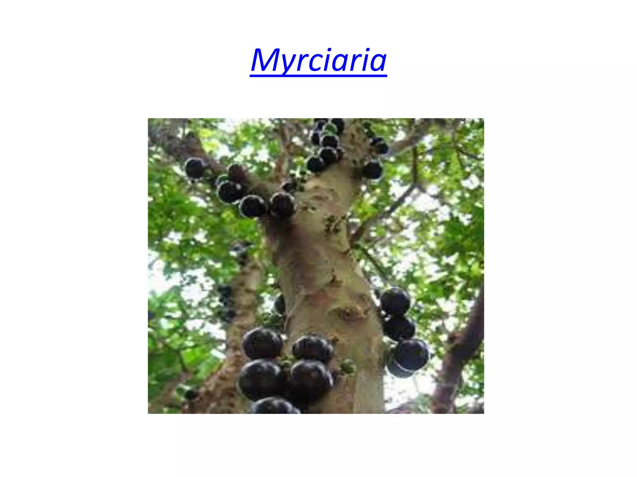  Myrciaria