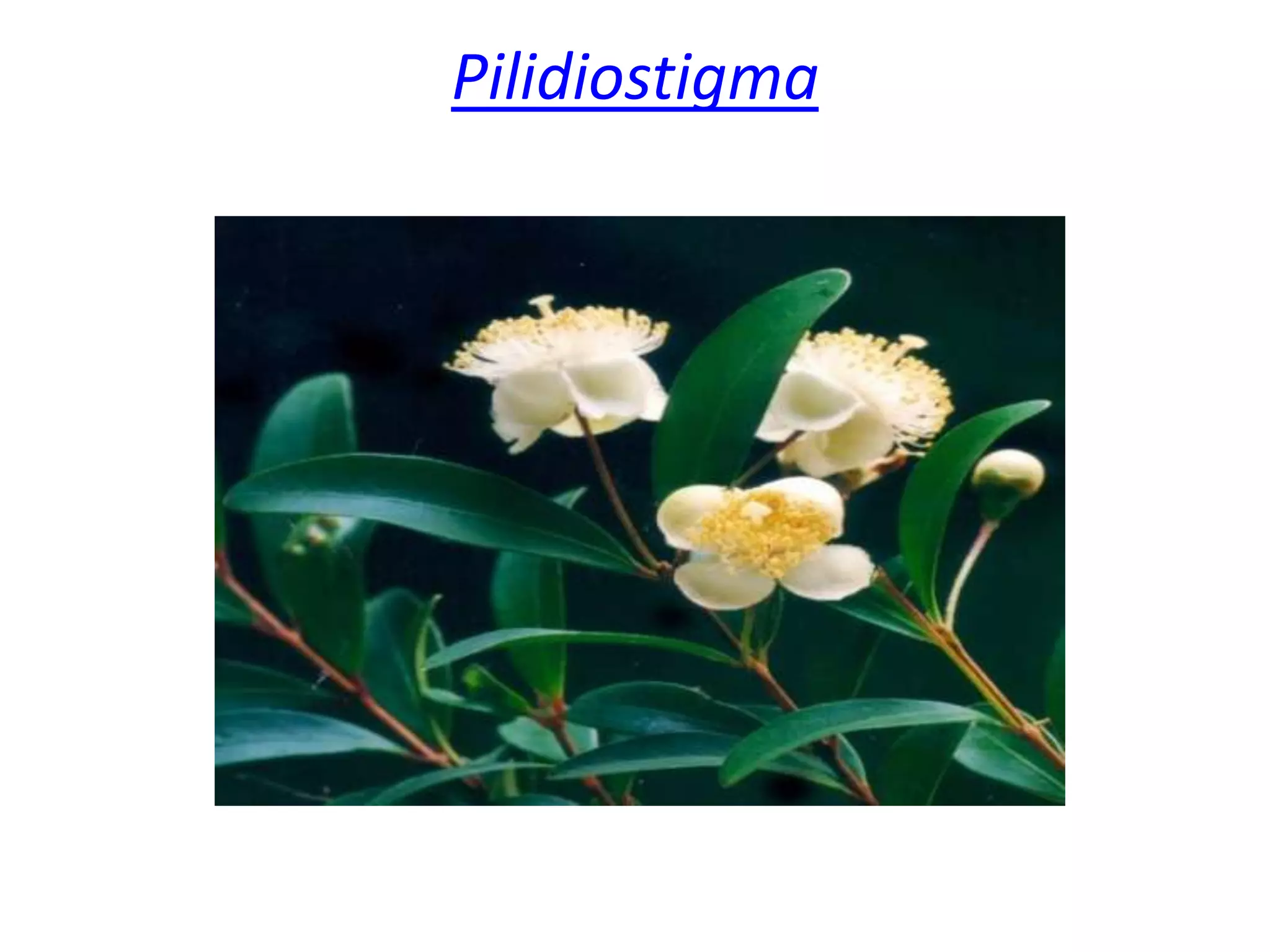 Pilidiostigma