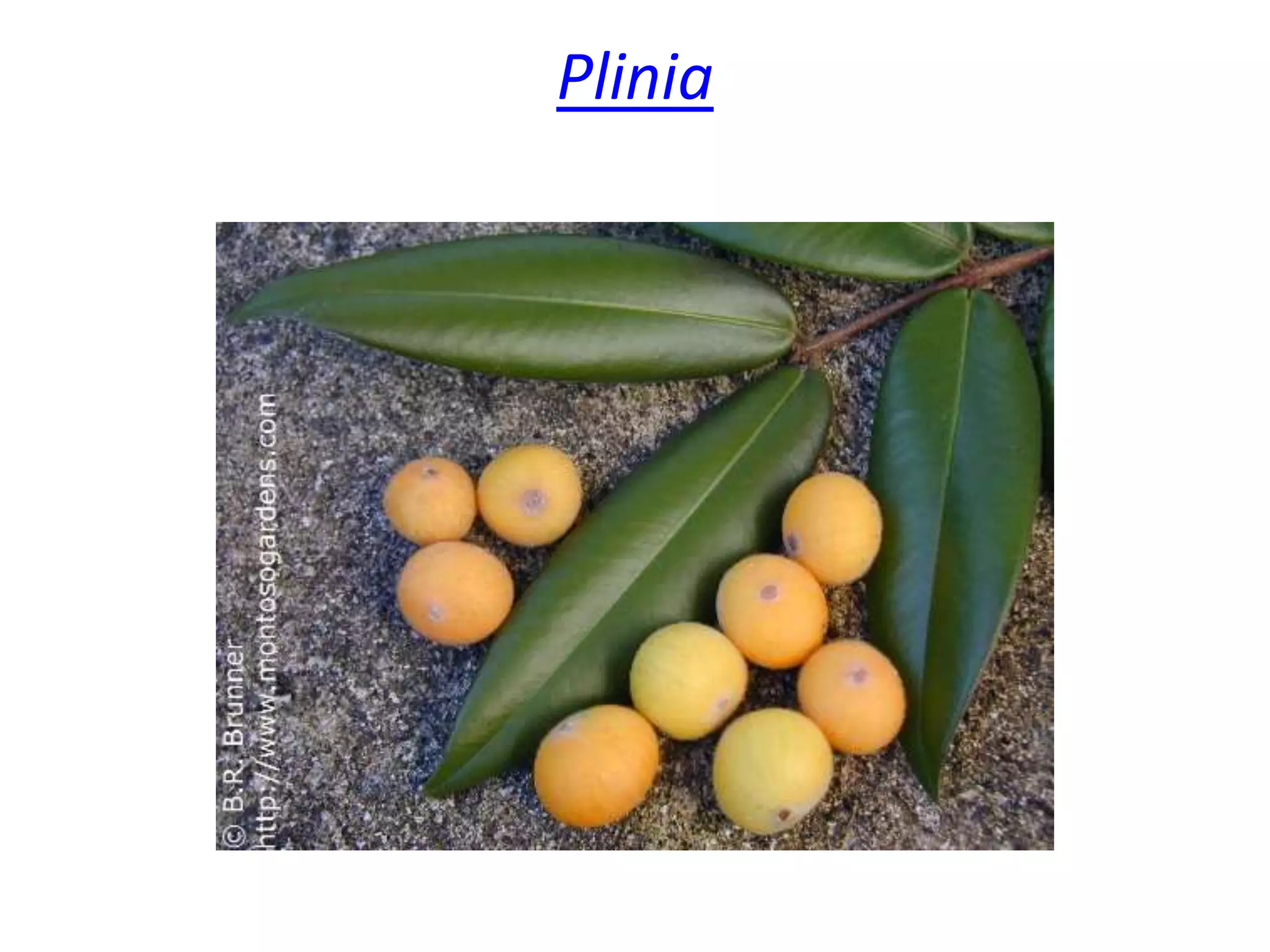 Plinia