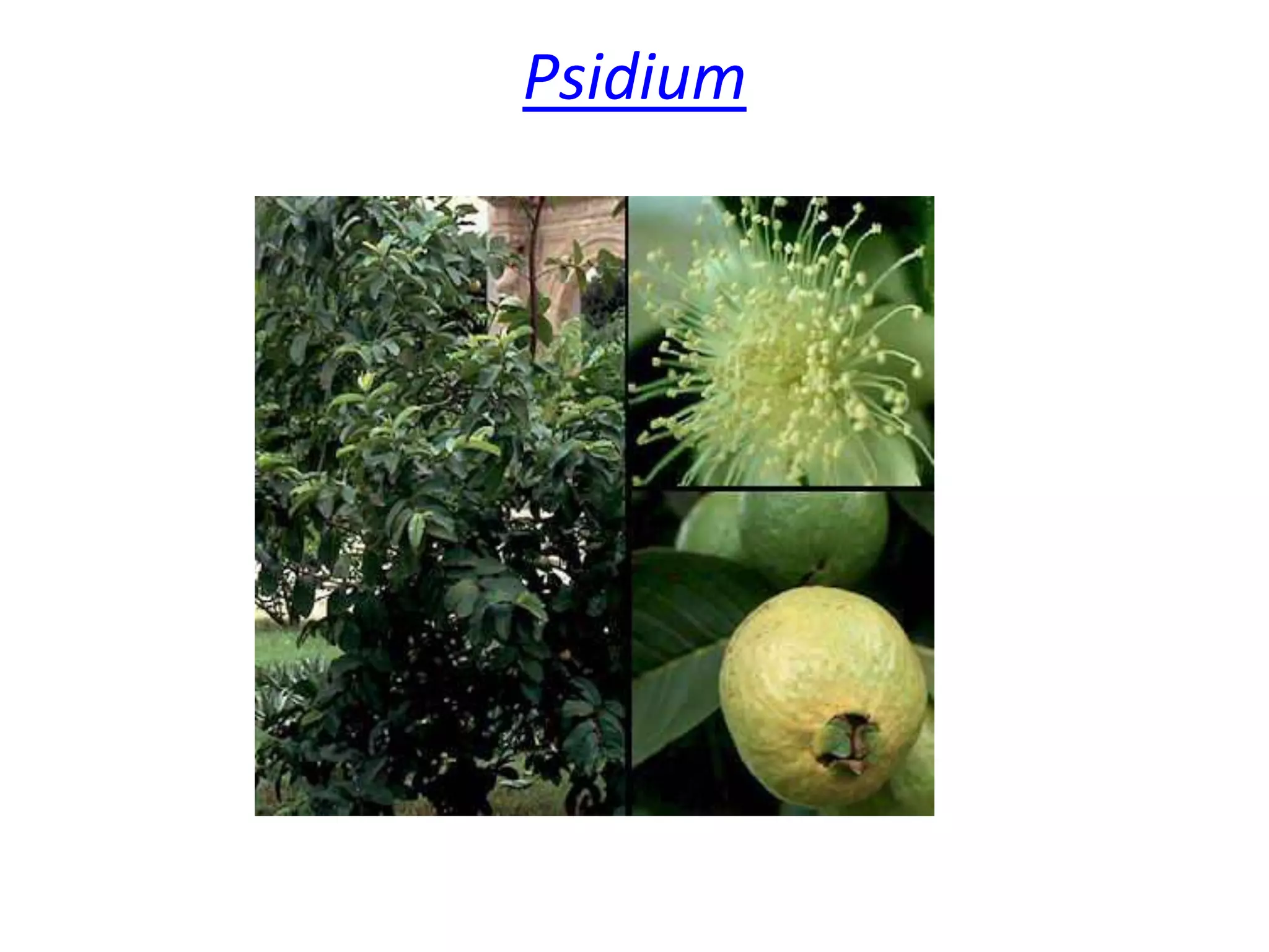 Psidium