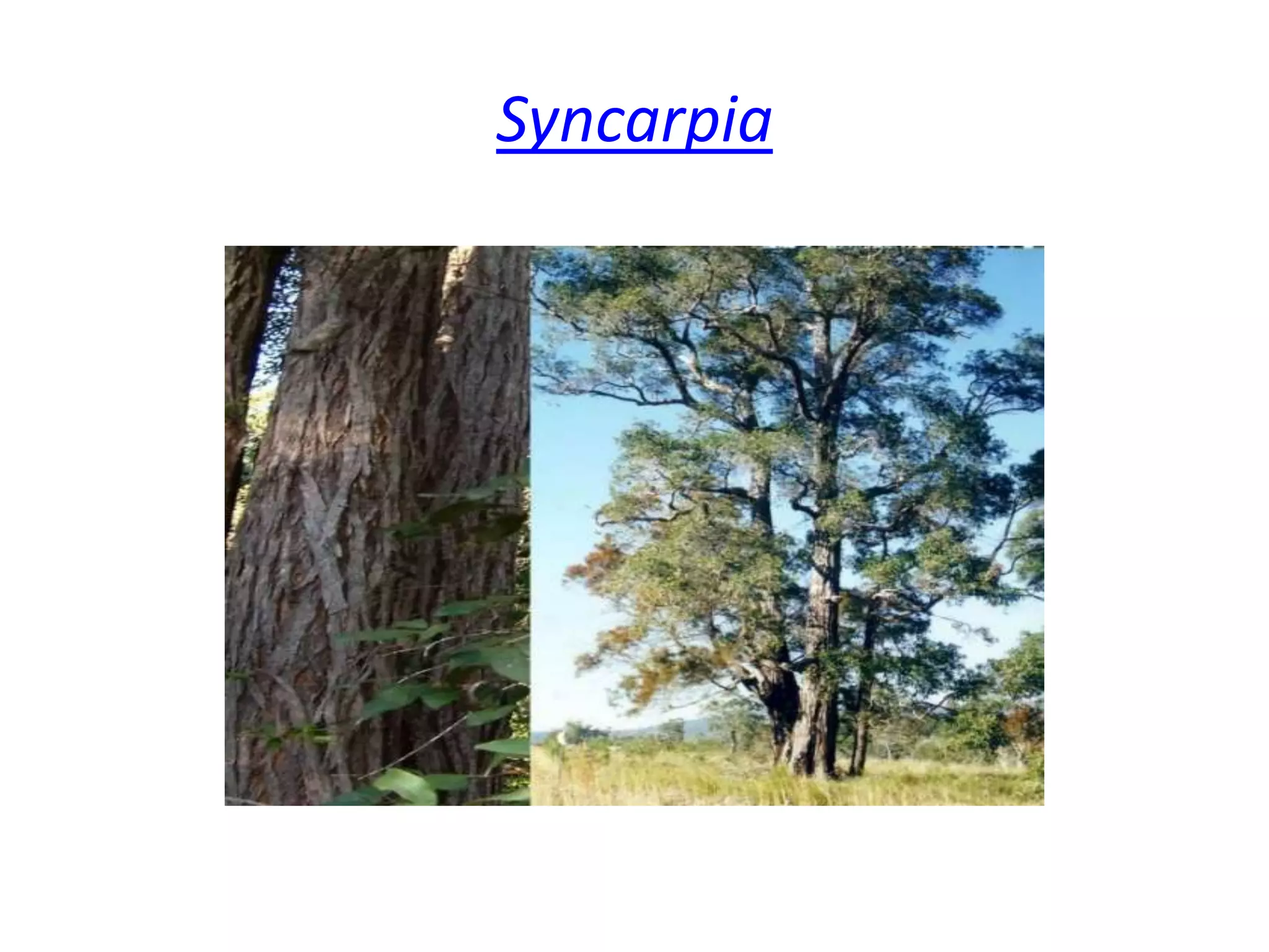  Syncarpia