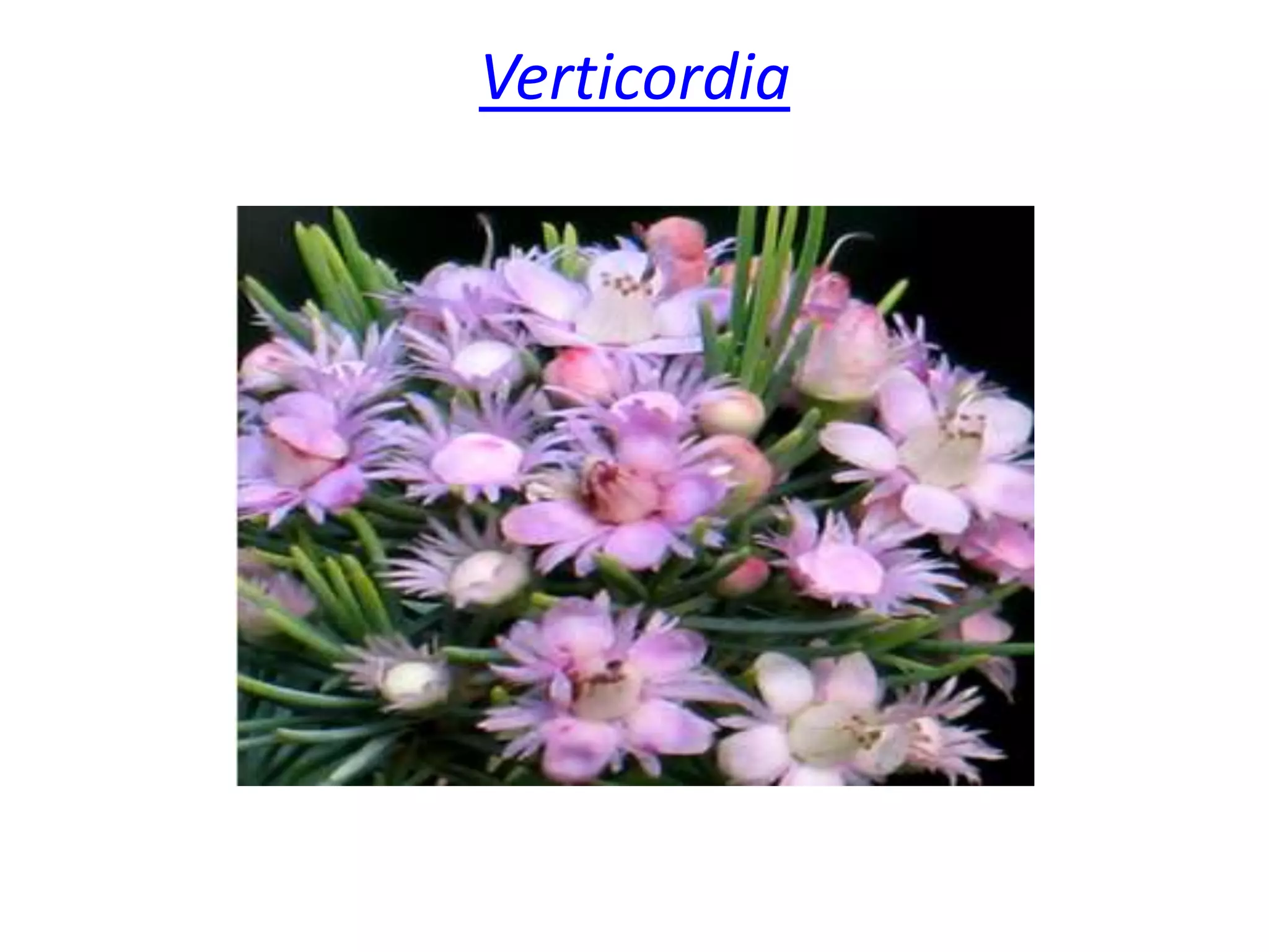 Verticordia