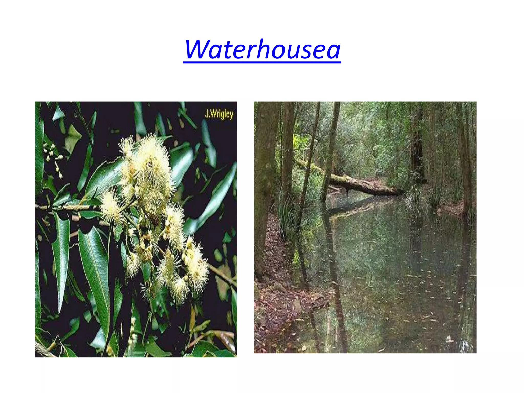  Waterhousea
