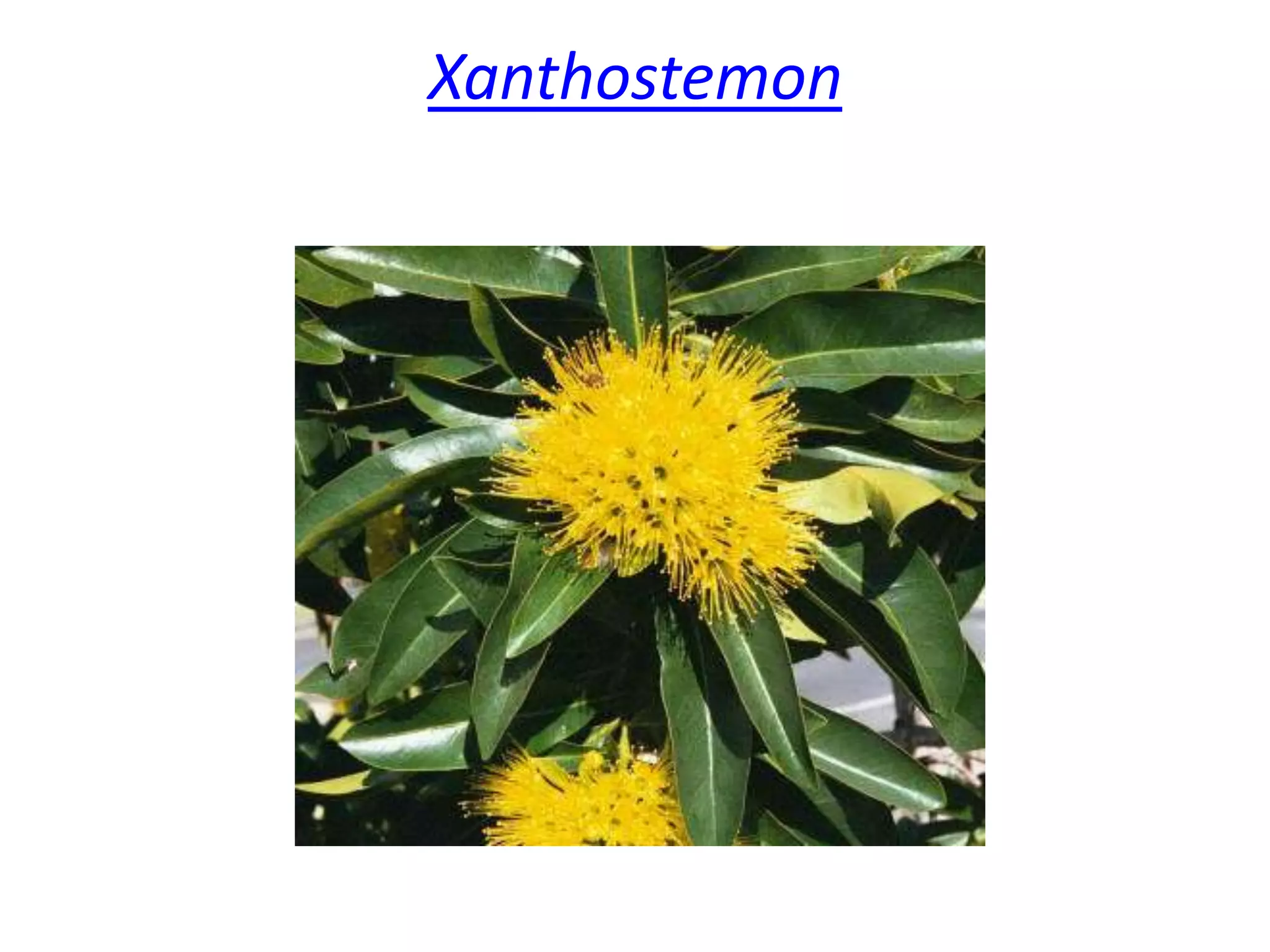 Xanthostemon