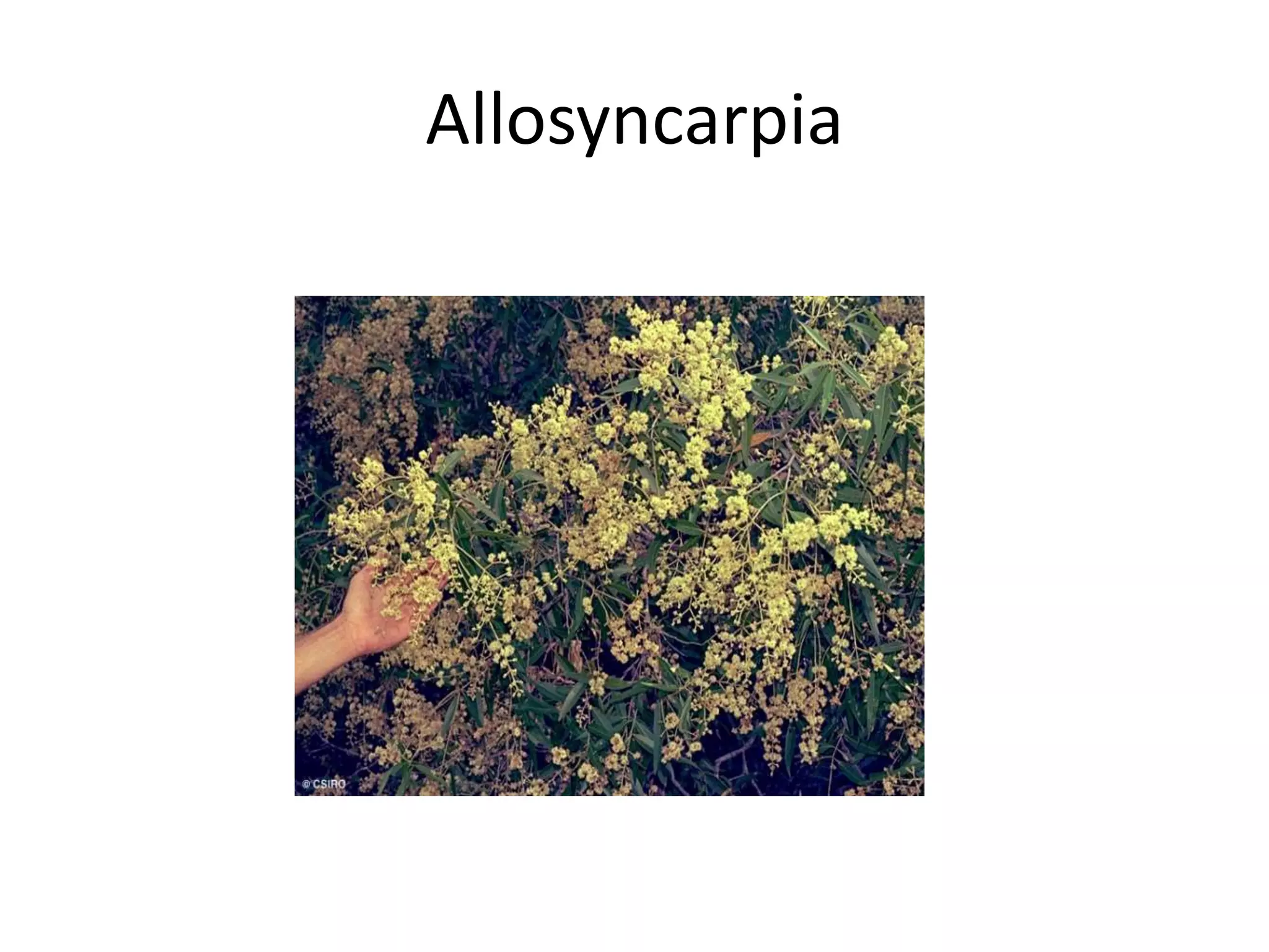 Allosyncarpia