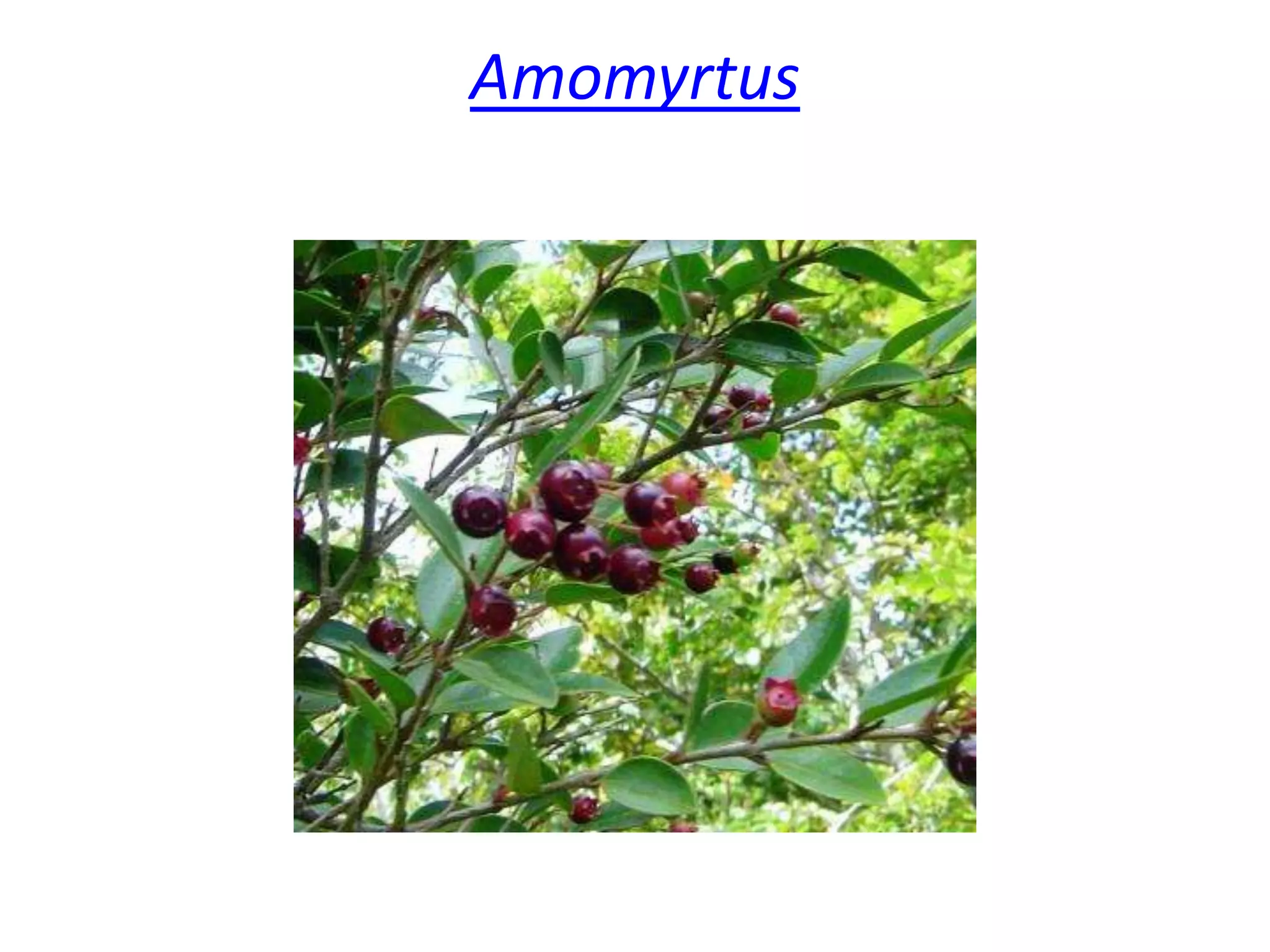 Amomyrtus