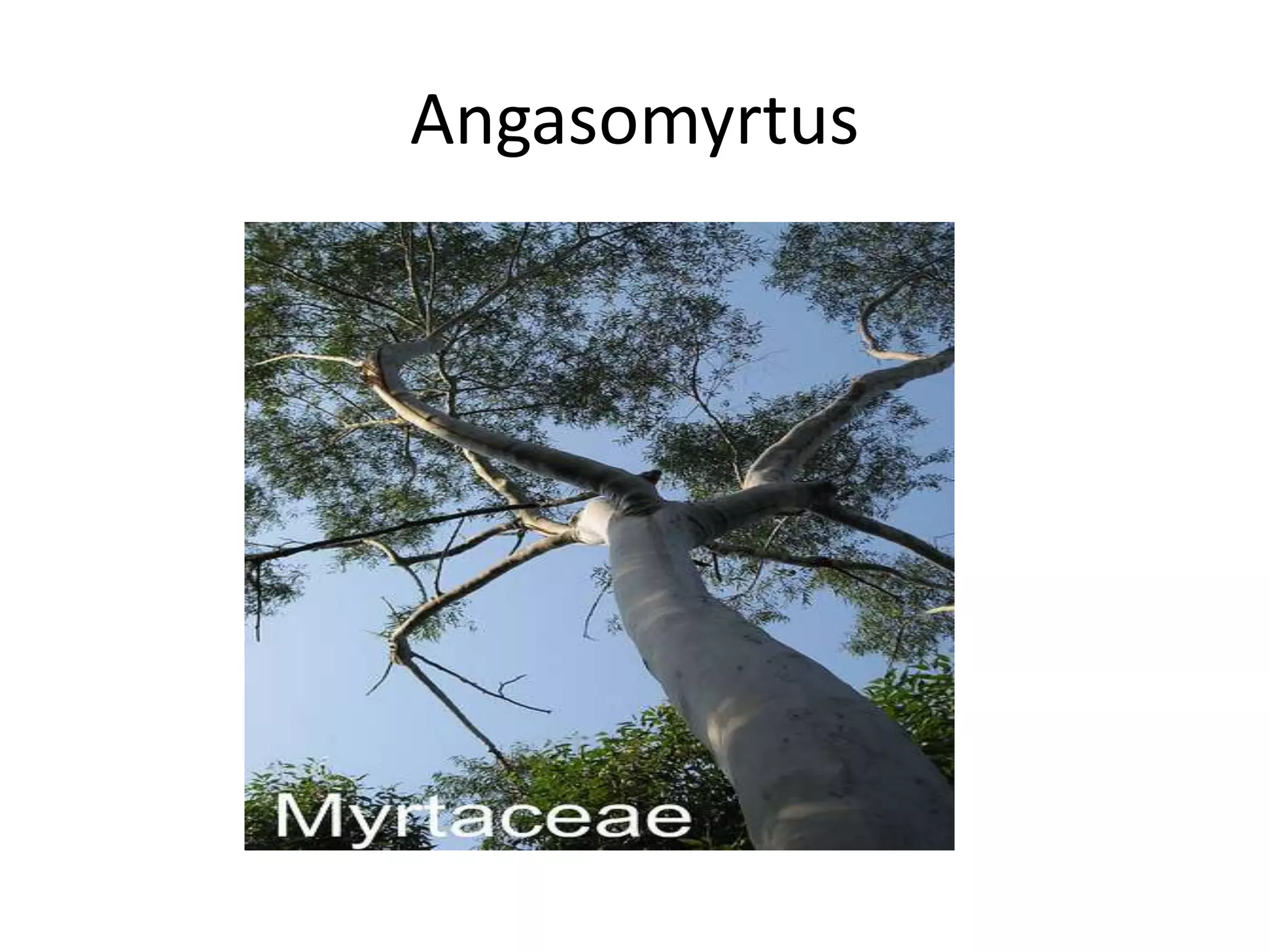 Angasomyrtus