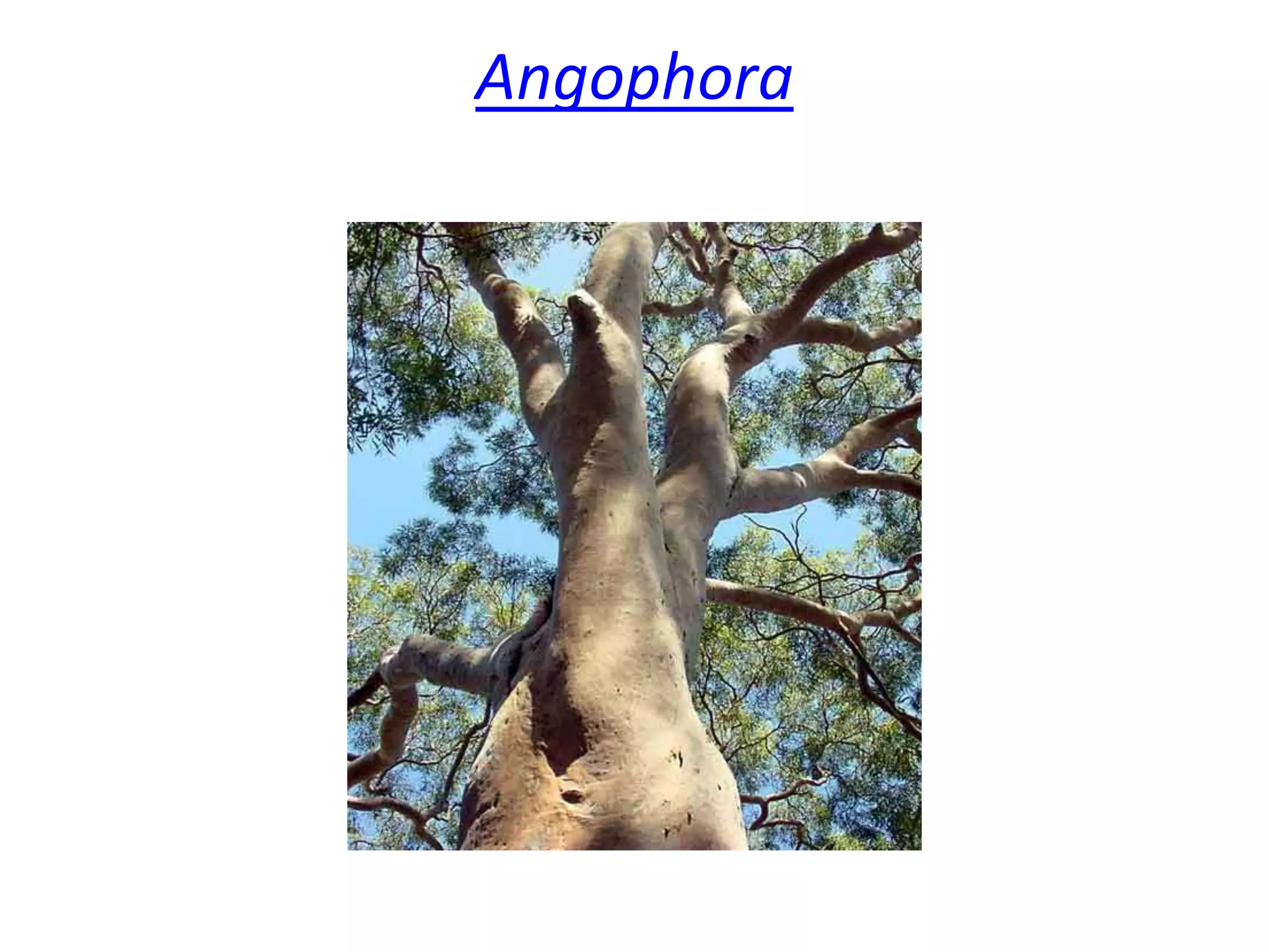 Angophora