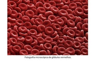 Fotografia microscópica de glóbulos vermelhos. 
 