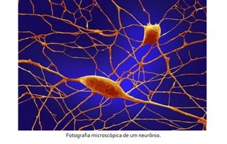 Fotografia microscópica de um neurônio. 
 
