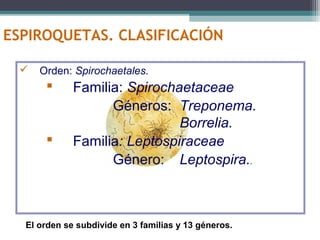 ESPIROQUETAS. CLASIFICACIÓN 
 Orden: Spirochaetales. 
 Familia: Spirochaetaceae 
Géneros: Treponema. 
Borrelia. 
 Familia: Leptospiraceae 
Género: Leptospira.. 
El orden se subdivide en 3 familias y 13 géneros. 
 