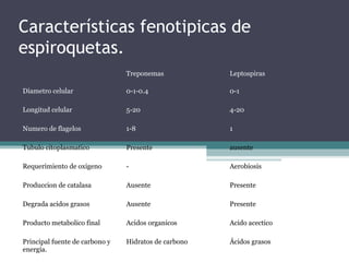 Características fenotipicas de 
espiroquetas. 
Treponemas Leptospiras 
Diametro celular 0-1-0.4 0-1 
Longitud celular 5-20 4-20 
Numero de flagelos 1-8 1 
Tubulo citoplasmatico Presente ausente 
Requerimiento de oxigeno - Aerobiosis 
Produccion de catalasa Ausente Presente 
Degrada acidos grasos Ausente Presente 
Producto metabolico final Acidos organicos Acido acectico 
Principal fuente de carbono y 
energía. 
Hidratos de carbono Ácidos grasos 
 