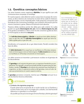 39
UNIDAD 2
RECUERDA
Los cromosomas son es-
tructuras de ADN y pro-
teínas que se forman en
el núcleo de las células
durante los procesos de
división celular: mitosis
y meiosis. Transportan
fragmentos de ADN des-
de las células progenito-
ras a las células hijas.
1.	Contesta a las siguientes preguntas:
Cuando observamos el parecido de un recién nacido con sus familiares y
se dicen frases como «es la viva imagen de su abuelo», ¿se está haciendo
referencia a su genotipo o a su fenotipo?
¿Esposiblequedospersonastenganelmismofenotipoydistintogenotipo?
ACTIVIDADES
Figura 2.3. Homocigosis y
heterocigosis
Genotipo mm
Genotipo MM
Genotipo Mm
Homocigóticos
Heterocigóticos
Figura 2.2. Cromosomas homólogos.
alelo A
dominante
alelo a
recesivo
A a
1.2.  Genética: conceptos básicos
Los seres humanos somos organismos diploides, lo que significa que cada
cromosoma tiene una pareja, su homólogo.
En nuestra especie, cada célula de nuestro cuerpo tiene 23 parejas de cromo-
somas, es decir, tenemos 46 cromosomas en total, de los cuales la mitad pro-
cede de la madre y la otra mitad del padre. Cada pareja de cromosomas está
formada por dos cromosomas homólogos, que contienen información para los
mismos caracteres o genes. Observa la ilustración de la derecha.
Nuestras células somáticas portan dos alelos para cada carácter, los cuales
pueden ser iguales (homocigosis: AA, aa) o distintos (heterocigosis: Aa, aA).
En la genética mendeliana o clásica, tener los dos caracteres iguales (es decir,
en homocigosis), se denomina raza pura.
Un individuo heterocigótico o híbrido es aquel que tiene alelos distintos
para un gen (Aa, aA). Un individuo homocigótico es aquel que tiene los
alelos iguales para un gen (AA, aa).
Inicialmente, en la expresión de un gen determinado, Mendel consideró dos
tipos de alelos:
El alelo dominante (A) es aquel que se manifiesta en el fenotipo siempre,
tanto en homocigosis como en heterocigosis. El alelo recesivo (a) es el que
se manifiesta en el fenotipo únicamente en homocigosis.
Los alelos recesivos se transmiten y permanecen «ocultos» en el genotipo de
los descendientes.
El genotipo es el conjunto de genes que un organismo hereda de sus pro-
genitores. Por ejemplo, una persona puede heredar los genes para los ojos
azules y verdes. El fenotipo es el conjunto de caracteres que manifiesta un
organismo, es decir, la apariencia externa del genotipo, como el color de
ojos que presentamos en nuestro aspecto externo.
El genotipo permanece constante, mientras que el fenotipo varía por la ac-
ción de distintos factores ambientales.
www.mheducation.es
 