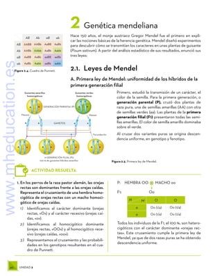 40 UNIDAD 2
H
    M O O
o Oo (1/4) Oo (1/4)
o Oo (1/4) Oo (1/4)
1.	En los perros de la raza pastor alemán, las orejas
rectas son dominantes frente a las orejas caídas.
Representa el cruzamiento de una hembra homo-
cigótica de orejas rectas con un macho homoci-
gótico de orejas caídas.
1 )	 Identificamos al carácter dominante (orejas
rectas, «O») y al carácter recesivo (orejas caí-
das, «o»).
2 )	 Identificamos al homocigótico dominante
(orejas rectas, «OO») y al homocigótico rece-
sivo (orejas caídas, «oo»).
3 )	 Representamos el cruzamiento y las probabili-
dades en los genotipos resultantes en el cua-
dro de Punnett.
P:  HEMBRA OO MACHO oo
F1:	Oo
Todos los individuos de la F1, el 100 %, son hetero-
cigóticos con el carácter dominante «orejas rec-
tas». Este cruzamiento cumple la primera ley de
Mendel, ya que de dos razas puras se ha obtenido
descendencia uniforme.
×
ACTIVIDAD RESUELTA
A a
a a
A
A a
A A
a A a A a A a
Guisantes amarillos
homocigóticos
Guisantes verdes
homocigóticos
GENERACIÓN PARENTAL (P)
Meiosis
Meiosis
GAMETOS
1ª GENERACIÓN FILIAL (F1)
100 % de guisantes híbridos amarillos
Fecundación
Figura 2.5. Primera ley de Mendel.
Figura 2.4. Cuadro de Punnett.
AB Ab aB ab
AB AABB AABb AaBB AaBb
Ab AABb AAbb AaBb Aabb
aB AaBB AaBb aaBB aaBb
ab AaBb Aabb aaBb aabb
2 Genética mendeliana
Hace 150 años, el monje austriaco Gregor Mendel fue el primero en expli-
car las nociones básicas de la herencia genética. Mendel diseñó experimentos
para descubrir cómo se transmitían los caracteres en unas plantas de guisante
(Pisum sativum). A partir del análisis estadístico de sus resultados, enunció sus
tres leyes:
2.1.  Leyes de Mendel
A. Primera ley de Mendel: uniformidad de los híbridos de la
primera generación filial
Primero, estudió la transmisión de un carácter, el
color de la semilla. Para la primera generación, o
generación parental (P), cruzó dos plantas de
raza pura, una de semillas amarillas (AA) con otra
de semillas verdes (aa). Las plantas de la primera
generación filial (F1) presentaron todas las semi-
llas amarillas. El color de semilla amarillo dominaba
sobre el verde.
Al cruzar dos variantes puras se origina descen-
dencia uniforme, en genotipo y fenotipo.
www.mheducation.es
 