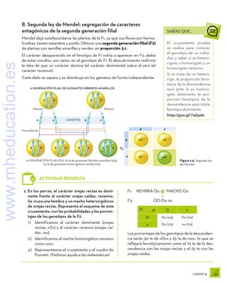 41
UNIDAD 2
H
    M O o
O Oo (1/4) Oo (1/4)
o Oo (1/4) oo (1/4)
2.	En los perros, el carácter orejas rectas es domi-
nante frente al carácter orejas caídas, recesivo.
Se cruza una hembra y un macho heterocigóticos
de orejas rectas. Representa el esquema de este
cruzamiento, con las probabilidades y los porcen-
tajes de los genotipos de la F2.
1 )	 Identificamos al carácter dominante (orejas
rectas, «O») y al carácter recesivo (orejas caí-
das, «o»).
2 )	 Identificamos al macho homocigótico recesivo
como «oo».
3 )	 Representamos el cruzamiento y el cuadro de
Punnett. ¡Pedimos ayuda a las matemáticas!
F1:	 HEMBRA Oo MACHO Oo
F2:	 OO Oo oo
Los porcentajes de los genotipos de la descenden-
cia serán 50 % de «Oo» y 25 % de «oo», lo que se
reflejará fenotípicamente como el 75 % de la des-
cendencia con las orejas rectas y el 25 % con las
orejas caídas.
×
ACTIVIDAD RESUELTA
SABÍAS QUE...
El cruzamiento prueba
se realiza para conocer
el genotipo de un indivi-
duo y saber si es hetero-
cigoto u homocigoto y un
homocigoto recesivo.
Si se trata de un hetero-
cigo, la proporción feno-
típica de la descendencia
será 50% Si es homoci-
goto dominante la pro-
porción fenotípica de la
descendencia será 100%
fenotipo dominante.
http://goo.gl/7aQyda
GAMETOS
GAMETOS
A
A
A
A
L
L
L
L
a
a
a
a
l
l
l
l
A AA
Aa
a
Aa
aa
A a
F1 F2
Figura 2.6. Segunda ley
de Mendel.
A a A a
a
a
a
a A
A
A
A
A
A a
a
1ª GENERACIÓN FILIAL DE GUISANTES HÍBRIDOS AMARILLOS
Meiosis Meiosis
GAMETOS
Fecundación
2ª GENERACIÓN FILIAL (F2): 75 % de guisantes híbridos amarillos (3/4).
25 % de guisantes homocigóticos verdes (1/4)
B. Segunda ley de Mendel: segregación de caracteres
antagónicos de la segunda generación filial
Mendel dejó autofecundarse las plantas de la F1, ya que sus flores son herma-
froditas, tienen estambre y pistilo. Obtuvo una segunda generación filial (F2)
de plantas con semillas amarillas y verdes, en proporción 3:1.
El carácter desaparecido en el fenotipo de F1 volvía a aparecer en F2; debía
de estar «oculto», por tanto, en el genotipo de F1. El descubrimiento reafirmó
la idea de que un carácter domina (el carácter dominante) sobre el otro (el
carácter recesivo).
Cada alelo se separa y se distribuye en los gametos de forma independiente.
www.mheducation.es
 