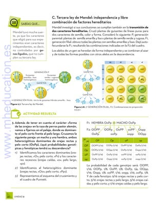 42 UNIDAD 2
	 SABÍAS QUE...
Mendel tuvo mucha suer-
te, ya que los caracteres
que eligió para sus expe-
rimentos eran caracteres
independientes, es decir,
no controlados por ge-
nes ligados, que no cum-
plen su tercera ley.
H
M OP Op oP op
OP OOPP (1/16) OOPp (1/16) OoPP (1/16) OoPp (1/16)
Op OOPp (1/16) OOpp (1/16) OoPp (1/16) Oopp (1/16)
oP OoPP (1/16) OoPp (1/16) ooPP (1/16) ooPp (1/16)
op OoPp (1/16) Oopp (1/16) ooPp (1/16) oopp (1/16)
3.	Además de tener en cuenta el carácter «forma
de las orejas» en la raza de perros pastor alemán,
vamos a fijarnos en el pelaje, donde es dominan-
te el pelo corto frente al pelo largo. Cruzamos la
siguiente pareja: un macho y una hembra, ambos
heterocigóticos dominantes de orejas rectas y
pelo corto (OoPp), ¿qué probabilidades genotí-
picas y fenotípicas tendrá su descendencia?
1 )	 Identificamos los caracteres dominantes (ore-
jas rectas, «O»; pelo corto, «P») y los caracte-
res recesivos (orejas caídas, «o»; pelo largo,
«p»).
2 )	 Identificamos al heterocigótico dominante
(orejas rectas, «Oo»; pelo corto, «Pp»).
3 )	 Representamos el esquema del cruzamiento y
el cuadro de Punnett.
F1:	 HEMBRA OoPp MACHO OoPp
F2:	
OOPP OOPp OoPP ooPP Oopp
OoPp ooPp oopp OOpp
La probabilidad de cada genotipo será: OOPP,
1/16; OOPp, 1/8; OoPP, 1/8; OoPp, 1/4; OOpp,
1/16; Oopp, 1/8; ooPP, 1/16; oopp, 1/16, ooPp, 1/8.
Y de cada fenotipo: 9/16 orejas rectas y pelo cor-
to; 3/16 orejas rectas y pelo largo; 3/16 orejas caí-
das y pelo corto; y 1/16 orejas caídas y pelo largo.
ACTIVIDAD RESUELTA
GAMETOS
GAMETOS
A A
A
A
L
L
L
L
a
a
a
a
l
l
l
l
Figura 2.7. Tercera ley de Mendel.
GAMETOS
GENERACIÓN P
1ª GENERACIÓN FILIAL. 100 % de guisantes híbridos amarillo - lisos
Guisantes
amarillos - lisos
homocigóticos
Guisantes
verdes - rugosos
homocigóticos
Al
AALL AaLl
aL
AaLL
aall
AL al
Al
aL
AL
al
AALl
AAll
AALl AaLl Aall
AaLL AaLl aaLL aaLl
AaLl Aall aaLl
A a
L l
A L
A l
A a
L l
a
l
a
L
A L
A l a
l
a
L
Figura 2.8. 2a
GENERACIÓN FILIAL, F2. Combinaciones en proporción
9:3:3:1.
×
C. Tercera ley de Mendel: independencia y libre
combinación de factores hereditarios
Mendel investigó si sus conclusiones se cumplían también en la transmisión de
dos caracteres hereditarios. Cruzó plantas de guisantes de líneas puras para
dos caracteres de semilla, color y forma. Consideró lo siguiente: P, generación
parental: plantas de semilla amarilla y lisa x plantas de semilla verde y rugosa, F1,
generación filial: obtuvo todas las plantas con semillas amarillas y lisas. Dejó auto-
fecundarse la F1, resultando las combinaciones indicadas en la F2 del cuadro.
Los alelos de un gen se heredan de forma independiente y se combinan al azar
y de todas las formas posibles con otros alelos en la descendencia.
www.mheducation.es
 