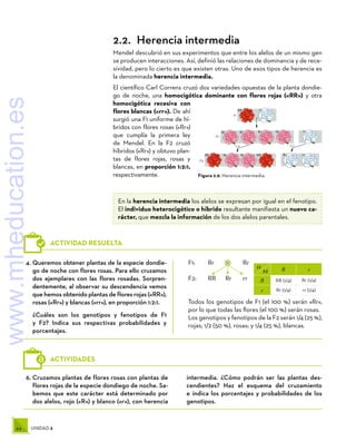 44 UNIDAD 2
6.	Cruzamos plantas de flores rosas con plantas de
flores rojas de la especie dondiego de noche. Sa-
bemos que este carácter está determinado por
dos alelos, rojo («R») y blanco («r»), con herencia
intermedia. ¿Cómo podrán ser las plantas des-
cendientes? Haz el esquema del cruzamiento
e indica los porcentajes y probabilidades de los
genotipos.
ACTIVIDADES
H
M R r
R RR (1/4) Rr (1/4)
r Rr (1/4) rr (1/4)
×
4.	Queremos obtener plantas de la especie dondie-
go de noche con flores rosas. Para ello cruzamos
dos ejemplares con las flores rosadas. Sorpren-
dentemente, al observar su descendencia vemos
que hemos obtenido plantas de flores rojas («RR»),
rosas («Rr») y blancas («rr»), en proporción 1:2:1.
¿Cuáles son los genotipos y fenotipos de F1
y F2? Indica sus respectivas probabilidades y
porcentajes.
F1:	 Rr		 Rr
F2:	 RR	Rr	 rr
Todos los genotipos de F1 (el 100 %) serán «Rr»,
por lo que todas las flores (el 100 %) serán rosas.
Los genotipos y fenotipos de la F2 serán 1/4 (25 %),
rojas; 1/2 (50 %), rosas; y 1/4 (25 %), blancas.
ACTIVIDAD RESUELTA
F2
RR Rr Rr RR Rr rr
F1
Rr Rr Rr Rr rr
RR rr
P
x x
x
Figura 2.9. Herencia intermedia.
2.2.  Herencia intermedia
Mendel descubrió en sus experimentos que entre los alelos de un mismo gen
se producen interacciones. Así, definió las relaciones de dominancia y de rece-
sividad, pero lo cierto es que existen otras. Uno de esos tipos de herencia es
la denominada herencia intermedia.
El científico Carl Correns cruzó dos variedades opuestas de la planta dondie-
go de noche, una homocigótica dominante con flores rojas («RR») y otra
homocigótica recesiva con
flores blancas («rr»). De ahí
surgió una F1 uniforme de hí-
bridos con flores rosas («Rr»)
que cumplía la primera ley
de Mendel. En la F2 cruzó
híbridos («Rr») y obtuvo plan-
tas de flores rojas, rosas y
blancas, en proporción 1:2:1,
respectivamente.
En la herencia intermedia los alelos se expresan por igual en el fenotipo.
El individuo heterocigótico o híbrido resultante manifiesta un nuevo ca-
rácter, que mezcla la información de los dos alelos parentales.
www.mheducation.es
 