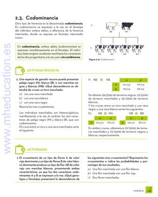 45
UNIDAD 2
N B
B NB (1/2) BB (1/2)
N B
N NN (1/2) NB (1/2)
N B
N NN (1/4) NB (1/4)
B NB (1/4) BB (1/4)
5.	Una especie de ganado vacuno puede presentar
pelaje negro (N), blanco (B), o con manchas ne-
gras y blancas (NB). ¿Qué descendencia se ob-
tendrá de cruzar un toro manchado:
a )	 con una vaca manchada
b )	 con una vaca blanca
c )	 con una vaca negra
Razona los tres cruzamientos.
Los individuos manchados son heterocigóticos,
manifiestando a la vez el carácter los dos carac-
teres de pelaje negro (M) y blanco (B), que son
codominantes.
El cruce entre un toro y una vaca manchados sería
el siguiente:
F1	NB	 ×	NB
Se obtiene 1/4 (25%) de terneros negros, 1/2 (50%)
de terneros manchados y 1/4 (25%) de terneros
blancos.
Y los cruces entre un toro manchado y una vaca
negra, y una vaca blanca serían los siguientes:
F2	NB	
×	NN	 NB	×	BB
En ambos cruces, obtenemos 1/2 (50%) de terne-
ros manchados y 1/2 (50%) de terneros negros y
blancos, respectivamente.
ACTIVIDAD RESUELTA
7.	El cruzamiento de un tipo de flores A de color
rojo dominante y un tipo de flores B de color blan-
co dominante produce un tipo de flor AB de color
rojo con manchas blancas, presentando ambas
características, ya que los dos caracteres codo-
minantes A y B se expresan a la vez. ¿Qué geno-
tipos y fenotipos presentará la descendencia de
los siguientes tres cruzamientos? Representa los
cruzamientos e indica las probabilidades y por-
centajes de tus resultados.
a )	 Una flor manchada con una flor blanca.
b )	 Una flor manchada con una flor roja.
c )	 Dos flores manchadas.
ACTIVIDADES
Figura 2.10. Codominancia.
P
BB NN
BN BN BN BN
F1
+
2.3.  Codominancia
Otro tipo de herencia es la denominada codominancia.
En codominancia se expresan a la vez en el fenotipo
del individuo ambos alelos, a diferencia de la herencia
intermedia, donde se expresa un fenotipo intermedio
nuevo.
En codominancia, ambos alelos (codominantes) se
expresan simultáneamente en el fenotipo. El indivi-
duo heterocigoto resultante manifiesta los caracteres
de los dos progenitores a la vez, pero sin combinarse.
www.mheducation.es
 