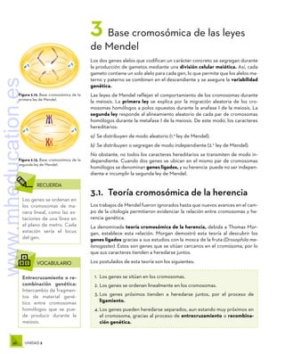 48 UNIDAD 2
	RECUERDA
Los genes se ordenan en
los cromosomas de ma-
nera lineal, como las es-
taciones de una línea en
el plano de metro. Cada
estación sería el locus
del gen.
	VOCABULARIO
Entrecruzamiento o re-
combinación genética:
Intercambio de fragmen-
tos de material gené-
tico entre cromosomas
homólogos que se pue-
de producir durante la
meiosis.
Figura 2.12. Base cromosómica de la
primera ley de Mendel.
Figura 2.13. Base cromosómica de la
segunda ley de Mendel.
3 Base cromosómica de las leyes
de Mendel
Los dos genes alelos que codifican un carácter concreto se segregan durante
la producción de gametos mediante una división celular meiótica. Así, cada
gameto contiene un solo alelo para cada gen, lo que permite que los alelos ma-
terno y paterno se combinen en el descendiente y se asegure la variabilidad
genética.
Las leyes de Mendel reflejan el comportamiento de los cromosomas durante
la meiosis. La primera ley se explica por la migración aleatoria de los cro-
mosomas homólogos a polos opuestos durante la anafase I de la meiosis. La
segunda ley responde al alineamiento aleatorio de cada par de cromosomas
homólogos durante la metafase I de la meiosis. De este modo, los caracteres
hereditarios:
a)	Se distribuyen de modo aleatorio (1.a
ley de Mendel).
b)	Se distribuyen o segregan de modo independiente (2.a
ley de Mendel).
No obstante, no todos los caracteres hereditarios se transmiten de modo in-
dependiente. Cuando dos genes se ubican en el mismo par de cromosomas
homólogos se denominan genes ligados, y su herencia puede no ser indepen-
diente e incumplir la segunda ley de Mendel.
3.1.  Teoría cromosómica de la herencia
Los trabajos de Mendel fueron ignorados hasta que nuevos avances en el cam-
po de la citología permitieron evidenciar la relación entre cromosomas y he-
rencia genética.
La denominada teoría cromosómica de la herencia, debida a Thomas Mor-
gan, establece esta relación. Morgan demostró esta teoría al descubrir los
genes ligados gracias a sus estudios con la mosca de la fruta (Drosophila me-
lanogaster). Estos son genes que se sitúan cercanos en el cromosoma, por lo
que sus caracteres tienden a heredarse juntos.
Los postulados de esta teoría son los siguientes:
1.	 Los genes se sitúan en los cromosomas.
2.	Los genes se ordenan linealmente en los cromosomas.
3.	Los genes próximos tienden a heredarse juntos, por el proceso de
ligamiento.
4.	Los genes pueden heredarse separados, aun estando muy próximos en
el cromosoma, gracias al proceso de entrecruzamiento o recombina-
ción genética.
www.mheducation.es
 