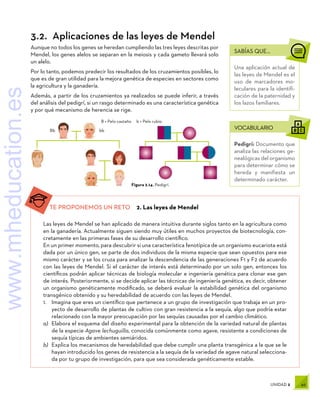 49
UNIDAD 2
TE PROPONEMOS UN RETO  2. Las leyes de Mendel
Las leyes de Mendel se han aplicado de manera intuitiva durante siglos tanto en la agricultura como
en la ganadería. Actualmente siguen siendo muy útiles en muchos proyectos de biotecnología, con-
cretamente en las primeras fases de su desarrollo científico.
En un primer momento, para descubrir si una característica fenotípica de un organismo eucariota está
dada por un único gen, se parte de dos individuos de la misma especie que sean opuestos para ese
mismo carácter y se los cruza para analizar la descendencia de las generaciones F1 y F2 de acuerdo
con las leyes de Mendel. Si el carácter de interés está determinado por un solo gen, entonces los
científicos podrán aplicar técnicas de biología molecular e ingeniería genética para clonar ese gen
de interés. Posteriormente, si se decide aplicar las técnicas de ingeniería genética, es decir, obtener
un organismo genéticamente modificado, se deberá evaluar la estabilidad genética del organismo
transgénico obtenido y su heredabilidad de acuerdo con las leyes de Mendel.
1.	 Imagina que eres un científico que pertenece a un grupo de investigación que trabaja en un pro-
yecto de desarrollo de plantas de cultivo con gran resistencia a la sequía, algo que podría estar
relacionado con la mayor preocupación por las sequías causadas por el cambio climático.
a)	 Elabora el esquema del diseño experimental para la obtención de la variedad natural de plantas
de la especie Agave lechuguilla, conocida comúnmente como agave, resistente a condiciones de
sequía típicas de ambientes semiáridos.
b)	 Explica los mecanismos de heredabilidad que debe cumplir una planta transgénica a la que se le
hayan introducido los genes de resistencia a la sequía de la variedad de agave natural selecciona-
da por tu grupo de investigación, para que sea considerada genéticamente estable.
SABÍAS QUE...
Una aplicación actual de
las leyes de Mendel es el
uso de marcadores mo-
leculares para la identifi-
cación de la paternidad y
los lazos familiares.
VOCABULARIO
Pedigrí: Documento que
analiza las relaciones ge-
nealógicas del organismo
para determinar cómo se
hereda y manifiesta un
determinado carácter.
Figura 2.14. Pedigrí.
B = Pelo castaño b = Pelo rubio
Bb bb
3.2.  Aplicaciones de las leyes de Mendel
Aunque no todos los genes se heredan cumpliendo las tres leyes descritas por
Mendel, los genes alelos se separan en la meiosis y cada gameto llevará solo
un alelo.
Por lo tanto, podemos predecir los resultados de los cruzamientos posibles, lo
que es de gran utilidad para la mejora genética de especies en sectores como
la agricultura y la ganadería.
Además, a partir de los cruzamientos ya realizados se puede inferir, a través
del análisis del pedigrí, si un rasgo determinado es una característica genética
y por qué mecanismo de herencia se rige.
www.mheducation.es
 