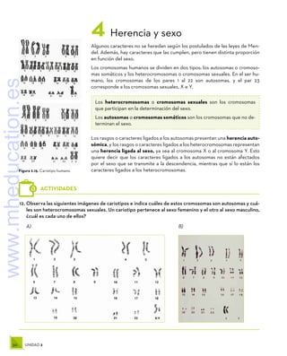 50 UNIDAD 2
12.	Observa las siguientes imágenes de cariotipos e indica cuáles de estos cromosomas son autosomas y cuá-
les son heterocromosomas sexuales. Un cariotipo pertenece al sexo femenino y el otro al sexo masculino,
¿cuál es cada uno de ellos?
A)	B)
ACTIVIDADES
Figura 2.15. Cariotipo humano.
4 Herencia y sexo
Algunos caracteres no se heredan según los postulados de las leyes de Men-
del. Además, hay caracteres que las cumplen, pero tienen distinta proporción
en función del sexo.
Los cromosomas humanos se dividen en dos tipos: los autosomas o cromoso-
mas somáticos y los heterocromosomas o cromosomas sexuales. En el ser hu-
mano, los cromosomas de los pares 1 al 22 son autosomas, y el par 23
corresponde a los cromosomas sexuales, X e Y.
Los heterocromosomas o cromosomas sexuales son los cromosomas
que participan en la determinación del sexo.
Los autosomas o cromosomas somáticos son los cromosomas que no de-
terminan el sexo.
Los rasgos o caracteres ligados a los autosomas presentan una herencia auto-
sómica, y los rasgos o caracteres ligados a los heterocromosomas representan
una herencia ligada al sexo, ya sea al cromosoma X o al cromosoma Y. Esto
quiere decir que los caracteres ligados a los autosomas no están afectados
por el sexo que se transmite a la descendencia, mientras que sí lo están los
caracteres ligados a los heterocromosomas.
www.mheducation.es
 