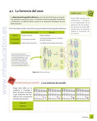 51
UNIDAD 2
SABÍAS QUE...
El gen SRY, situado en el
cromosoma Y humano,
es el responsable de la
aparición de los testícu-
los durante el desarrollo
embrionario. Su ausencia
implica la formación de
los ovarios.
Dotación
Síndrome
Características fenotípicas
TE PROPONEMOS UN RETO  3. Los síndromes de anomalía
Copia esta tabla en tu
cuaderno e investiga a
partir de estos cariotipos
a qué síndromes de ano-
malía en los cromosomas
sexuales pertenecen:
¿Qué determina el sexo? Ejemplos
Génica Un gen concreto Algunas plantas
Cromosómica Cromosomas sexuales
La mayoría de las especies, incluidos
los seres humanos
Cariotípica Número de cromosomas Las abejas, las hormigas y las avispas
Figura 2.16. Herencia del sexo.
X X
X X
X
X
Y Y
Y
X
X
X
X X
X
Y
Mujer
Gametos
Hombre
Gametos
Hija
Hija
Hijo
Hijo
En la especie humana, los
heterocromosomas X e Y tienen
un contenido genético y una
morfología que es diferente.
El par XX corresponde al
sexo femenino y el par XY al
masculino. El sexo se hereda
con una probabilidad del 50 %.
4.1.  La herencia del sexo
La determinación genética del sexo es el conjunto de factores y mecanis-
mos genéticos que hacen que un individuo presente gónadas masculinas
o femeninas. La diferenciación sexual es la expresión fenotípica de esa
determinación.
En la naturaleza existen varias formas para la determinación genética del sexo:
www.mheducation.es
 