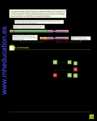 53
UNIDAD 2
13.	Una pareja formada por una mujer y un hom-
bre sanos siente cierta preocupación a la hora
de tener hijos, ya que los padres varones de am-
bos son hemofílicos. ¿Cuál es la probabilidad de
que sus descendientes padezcan hemofilia? Re-
presenta este emparejamiento con sus por-
centajes.
14.	¿Cómo será genotípica y fenotípicamente la po-
sible descendencia de una mujer normal cuyo pa-
dre era hemofílico con un hombre hemofílico?
15.	¿Por qué la calvicie es menos frecuente en muje-
res que en hombres?
16.	¿Cuál será la probabilidad de que una pareja que
ha tenido cinco hijos tenga una hija en un nuevo
nacimiento?
17.	Una mujer lleva en uno de sus cromosomas X un
gen letal recesivo y en el otro el dominante nor-
mal. ¿Cuáles serán los genotipos de la descen-
dencia de esta mujer con un hombre normal?
18.	A partir del siguiente árbol genealógico, contesta
las siguientes preguntas:
Si el primer hijo de II2 con un hombre normal es
hemofílico, ¿cuál es la probabilidad de tener un
segundo hijo hemofílico?
Si II1 decide tener descendencia con una mujer nor-
mal, no portadora de hemofilia, ¿cuál es la probabi-
lidad de que su primer hijo varón sea hemofílico?
19.	Una pareja formada por un hombre (A) daltónico
y una mujer (B) portadora del daltonismo tiene
tres hijos: un niño normal, un niño daltónico y una
niña normal. La mujer (B) tiene dos hermanos va-
rones (uno de ellos daltónico y el otro no) y una
hermana que tiene visión normal para los colores.
La hermana de la mujer (B) tiene tres hijos: dos
niños daltónicos y una niña de visión normal. El
padre de estos niños no es daltónico. Ni el padre
ni la madre de la mujer (B) son daltónicos.
Construye el árbol genealógico.
Determina el genotipo de cada uno de los indivi-
duos que aparecen en el árbol genealógico.
1 2
1 2
I
II
Hombre normal
Hombre hemofílico
Mujer no hemofílica
ACTIVIDADES
Los genes situados sobre el segmento diferencial del único cromosoma X
y en el cromosoma Y de los varones humanos se encuentran en hemicigo-
sis, por presentar un solo alelo, y se expresan siempre.
En el ser humano el cromosoma X es más grande que el cromosoma Y, por tanto,
portador de más información genética
Gen del daltonismo
Cromosoma X
Cromosoma Y
Gen del borde
peludo de las
orejas
Gen de un antígeno de superficie
de la membrana plasmática
Segmento diferencial del cromosoma Y,
cuyos genes no tienen su correspondiente
en el cromosoma X
Segmento homólogo para
ambos cromosomas sexuales
Segmento diferencial del cromosoma X, cuyos genes
no tienen su correspondiente en el cromosoma Y
www.mheducation.es
 