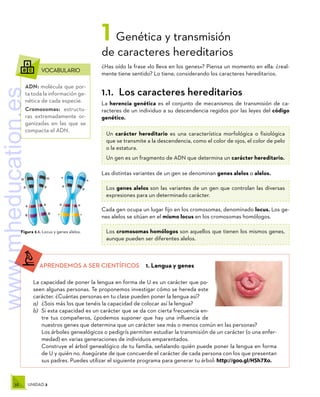 38 UNIDAD 2
N N
P P
A A
R R
n
n
p
p
0
0
r
r
Figura 2.1. Locus y genes alelos.
	VOCABULARIO
ADN: molécula que por-
ta toda la información ge-
nética de cada especie.
Cromosomas: estructu-
ras extremadamente or-
ganizadas en las que se
compacta el ADN.
APRENDEMOS A SER CIENTÍFICOS  1. Lengua y genes
La capacidad de poner la lengua en forma de U es un carácter que po-
seen algunas personas. Te proponemos investigar cómo se hereda este
carácter. ¿Cuántas personas en tu clase pueden poner la lengua así?
a)	 ¿Sois más los que tenéis la capacidad de colocar así la lengua?
b)	 Si esta capacidad es un carácter que se da con cierta frecuencia en-
tre tus compañeros, ¿podemos suponer que hay una influencia de
nuestros genes que determina que un carácter sea más o menos común en las personas?
Los árboles genealógicos o pedigrís permiten estudiar la transmisión de un carácter (o una enfer-
medad) en varias generaciones de individuos emparentados.
Construye el árbol genealógico de tu familia, señalando quién puede poner la lengua en forma
de U y quién no. Asegúrate de que concuerde el carácter de cada persona con los que presentan
sus padres. Puedes utilizar el siguiente programa para generar tu árbol: http://goo.gl/HSh7Xo.
Un carácter hereditario es una característica morfológica o fisiológica
que se transmite a la descendencia, como el color de ojos, el color de pelo
o la estatura.
Un gen es un fragmento de ADN que determina un carácter hereditario.
1 Genética y transmisión
de caracteres hereditarios
¿Has oído la frase «lo lleva en los genes»? Piensa un momento en ella: ¿real-
mente tiene sentido? Lo tiene, considerando los caracteres hereditarios.
1.1.  Los caracteres hereditarios
La herencia genética es el conjunto de mecanismos de transmisión de ca-
racteres de un individuo a su descendencia regidos por las leyes del código
genético.
Las distintas variantes de un gen se denominan genes alelos o alelos.
Los genes alelos son las variantes de un gen que controlan las diversas
expresiones para un determinado carácter.
Cada gen ocupa un lugar fijo en los cromosomas, denominado locus. Los ge-
nes alelos se sitúan en el mismo locus en los cromosomas homólogos.
Los cromosomas homólogos son aquellos que tienen los mismos genes,
aunque pueden ser diferentes alelos.
www.mheducation.es
 