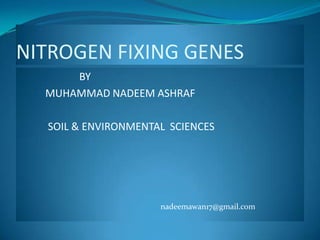 NITROGEN FIXING GENES
      BY
  MUHAMMAD NADEEM ASHRAF

  SOIL & ENVIRONMENTAL SCIENCES




                     nadeemawan17@gmail.com
 