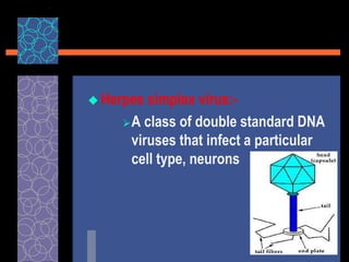  Herpes simplex virus:-
A class of double standard DNA
viruses that infect a particular
cell type, neurons
 