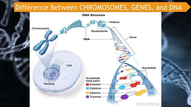 GENES-SCIENCE 10 POWERPOINT PRESENTATION | PPTX