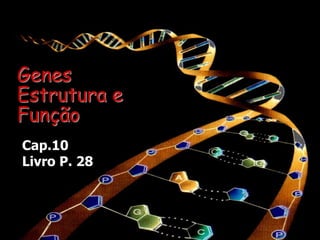 Genes
Estrutura e
Função
Cap.10
Livro P. 28
 