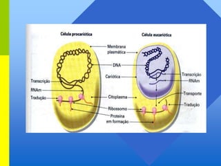 Genes   apresentação