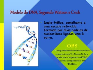 Modelo do DNA, Segundo Watson e Crick
OBS
O emparelhamento de bases ocorre
sempre A com T e C com G. Se a
cadeia tem a sequência ATTCG,
a cadeia complementar terá
TAAGC..
• Dupla-Hélice, semelhante a
uma escada retorcida
formada por duas cadeias de
nucleotídeos ligadas uma à
outra.
 