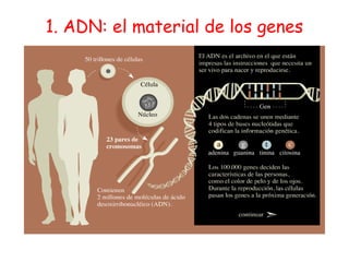 1. ADN: el material de los genes
 