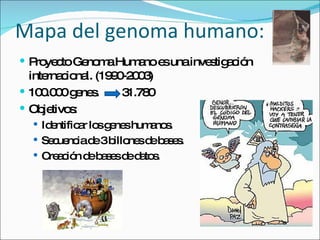Mapa del genoma humano: Proyecto Genoma Humano es una investigación internacional. (1990-2003) 100.000 genes.  31.780 Objetivos:  Identificar los genes humanos. Secuencia de 3 billones de bases. Creación de bases de datos. 