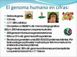 El genoma humano en cifras: Doble de genes. 1/3 más  ADN  98% idéntico  Comparten un 99,99 % del mismo código genético  Sólo 1.250 letras separan una persona de otra.  223 genes similares a los genes bacterianos.  Sólo un 5 % del genoma codifica proteínas.  Se calcula que existen unas 250-300.000 proteinas distintas. Por tanto cada gen podría estar implicado por término medio en la síntesis de unas diez proteinas.  Algo más del 35% del genoma contiene secuencias repetidas. Lo que se conoce como  ADN  basura.  