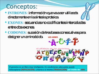 Conceptos: INTRONES:  información que va a ser utilizada directamente en la síntesis proteica.  EXONES:   secuencias no codificantes intercaladas entre dos exones.  CODONES:  sucesión de tres bases consecutivas para designar un aminoácido. El genoma es un libro muy inteligente. En condiciones adecuadas puede fotocopiarse  (REPLICACIÓN)   y leerse a sí mismo ( TRADUCCIÓN)  por medio del  ARN 
