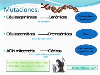 Mutaciones: Células germinales  Genómicas Células somáticas  Cromosómicas ADN mitocondrial  Génicas Enfermedades hereditarias Cáncer Enfermedades degenerativas En la meiosis En la división celular En la replicación y separación del ADN Polimorfismo del ADN Los seres humanos acumulan unas 100 mutaciones por generación 