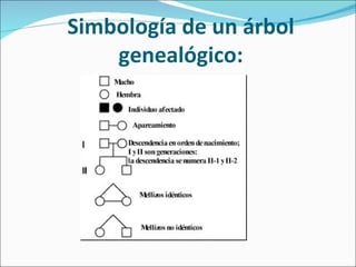 Simbología de un árbol genealógico: 