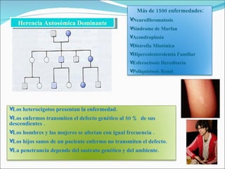 Herencia Autosómica Dominante Los heterocigotos presentan la enfermedad. Los enfermos transmiten el defecto genético al 50 %  de sus descendientes . Los hombres y las mujeres se afectan con igual frecuencia . Los hijos sanos de un paciente enfermo no transmiten el defecto. La penetrancia depende del sustrato genético y del ambiente. Más de 1500 enfermedades: Neurofibromatosis Sindrome de Marfan Acondroplasia Distrofia Miotónica Hipercolesterolemia Familiar  Esferocitosis Hereditaria  Poliquistosis Renal  