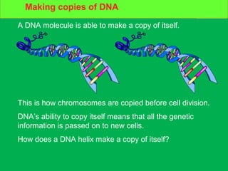 DNA and cell division
A DNA molecule is able to make a copy of itself.
This is how chromosomes are copied before cell division.
DNA’s ability to copy itself means that all the genetic
information is passed on to new cells.
How does a DNA helix make a copy of itself?
Making copies of DNA
 