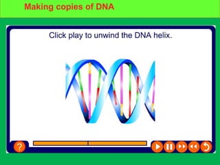 How does DNA copy itself?Making copies of DNA
 