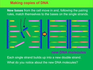 How DNA copies itself
Each single strand builds up into a new double strand.
What do you notice about the new DNA molecules?
New bases from the cell move in and, following the pairing
rules, match themselves to the bases on the single strands.
new DNA molecules
Making copies of DNA
 