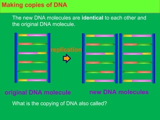 How DNA copies itself
What is the copying of DNA also called?
The new DNA molecules are identical to each other and
the original DNA molecule.
new DNA moleculesoriginal DNA molecule
replication
Making copies of DNA
 