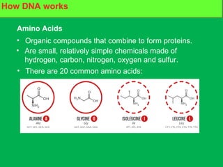 What are proteins made of?How DNA works
Amino Acids
• Organic compounds that combine to form proteins.
• Are small, relatively simple chemicals made of
hydrogen, carbon, nitrogen, oxygen and sulfur.
• There are 20 common amino acids:
 