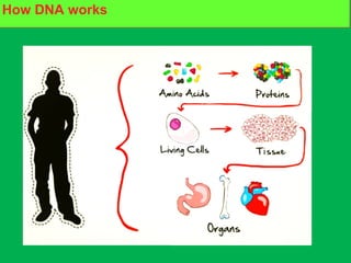 What are proteins made of?How DNA works
 