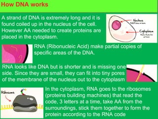 What are proteins made of?How DNA works
A strand of DNA is extremely long and it is
found coiled up in the nucleus of the cell.
However AA needed to create proteins are
placed in the cytoplasm.
RNA (Ribonucleic Acid) make partial copies of
specific areas of the DNA.
RNA looks like DNA but is shorter and is missing one
side. Since they are small, they can fit into tiny pores
of the membrane of the nucleus out to the cytoplasm
In the cytoplasm, RNA goes to the ribosomes
(proteins building machines) that read the
code, 3 letters at a time, take AA from the
surroundings, stick them together to form the
protein according to the RNA code
 
